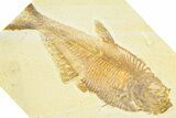Detailed Fossil Fish (Diplomystus) - Wyoming #379408-1